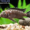 Neonfleck-Elongatus, Pseudotropheus elongatus "Neon Spot"