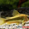 "Neon Gold Stripe"-Panzerwels, Corydoras aeneus "Neon Gold Stripe" (CW10)