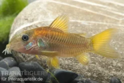 "Neon Red Stripe"-Panzerwels, Corydoras sp. "Neon Red Stripe" (CW23)