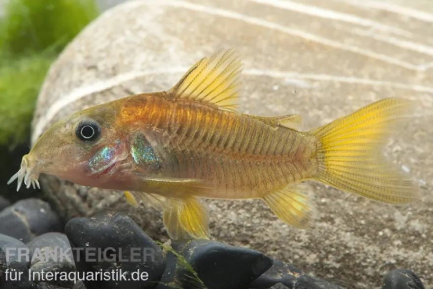 "Neon Red Stripe"-Panzerwels, Corydoras sp. "Neon Red Stripe" (CW23)