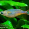 Neon-Reisfisch, Oryzias woworae