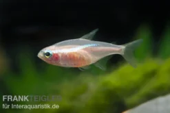 Neonsalmler "Gold", Paracheirodon innesi
