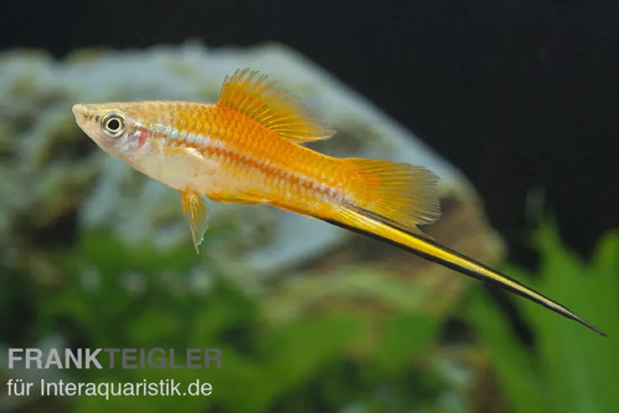 Neon Schwertträger, Xiphophorus helleri, Zufällig ausgewählt