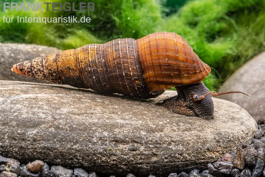 Nero-Turmdeckelschnecke, Tylomelania spec. nero