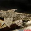Netzmusterhexenwels, Rineloricaria teffeana, 10-15 cm