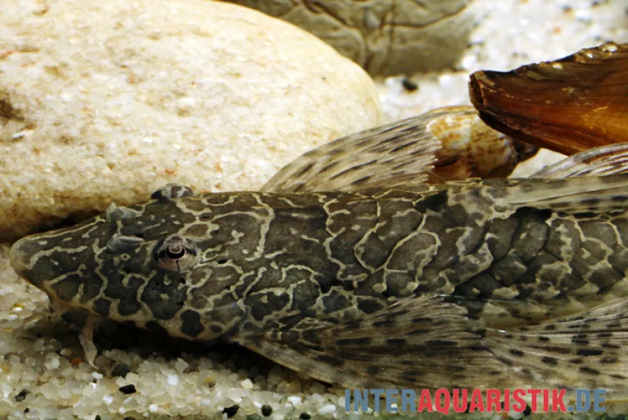Netzmusterhexenwels, Rineloricaria teffeana, 10-15 cm