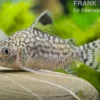 Netzpanzerwels, Corydoras reticulatus