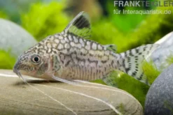 Netzpanzerwels, Corydoras reticulatus