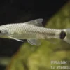 Netzpinselalgenfresser, Crossocheilus reticulatus