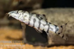 Netzschmerle, Botia lohachata