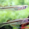 Neuguinea-Blauauge, Pseudomugil novaeguineae