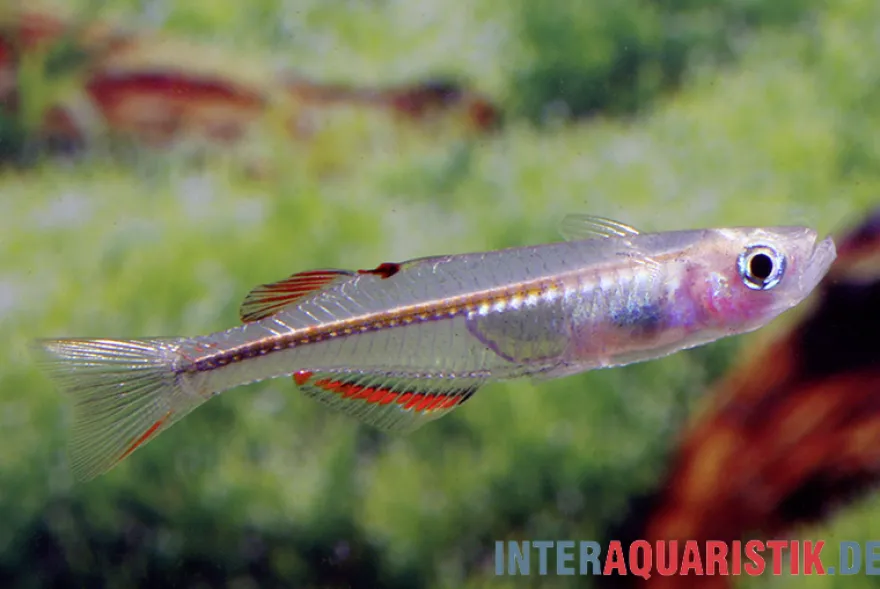 Neuguinea-Blauauge, Pseudomugil novaeguineae