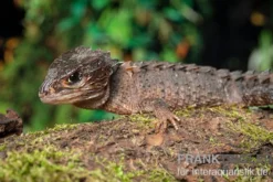 Neuguinea-Helmskink, Tribolonotus novaeguineae