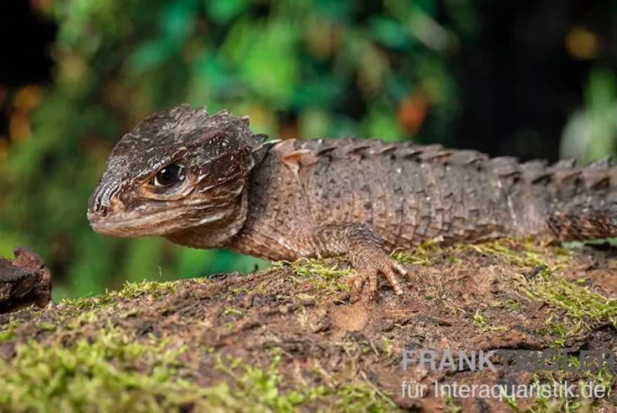 Neuguinea-Helmskink, Tribolonotus novaeguineae