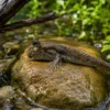 Neuguinea-Zwergschlammspringer, Periophthalmus novaeguineaensis