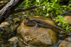 Neuguinea-Zwergschlammspringer, Periophthalmus novaeguineaensis