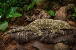 Neukaledonischer Riesengecko, Rhacodactylus leachianus