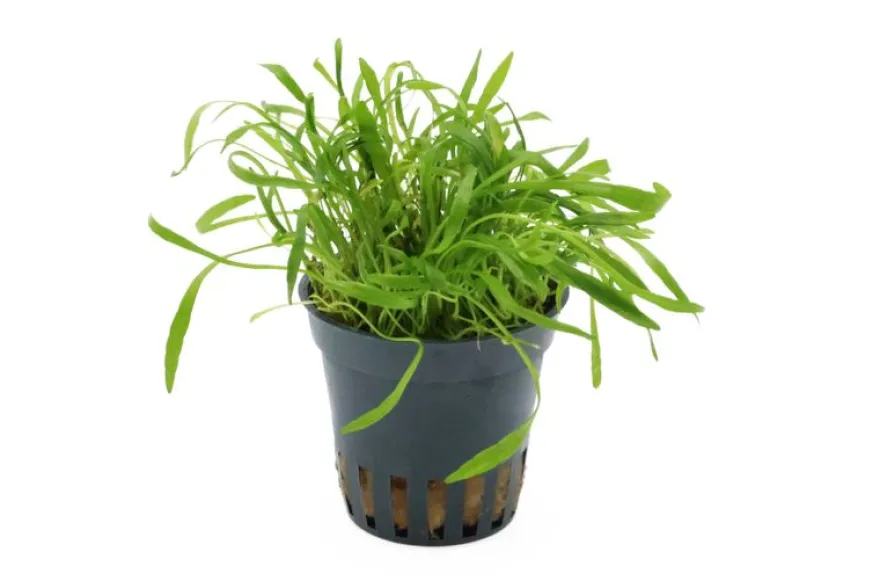 Neuseelandgras, Lilaeopsis brasiliensis, im Topf