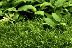 Neuseelandgras, Lilaeopsis brasiliensis, im Topf