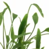 Nevillii-Wasserkelch, Cryptocoryne x willisii "Nevillii", im Topf