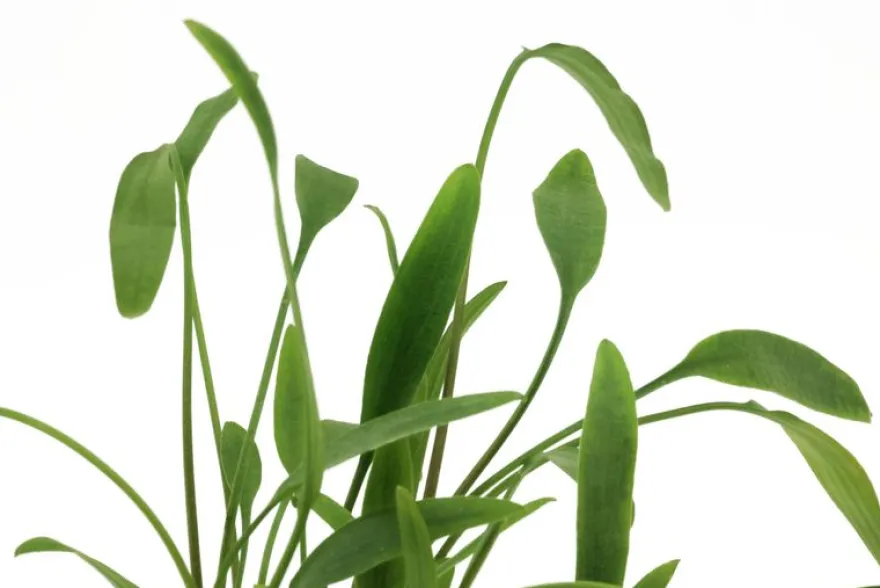Nevillii-Wasserkelch, Cryptocoryne x willisii "Nevillii", im Topf