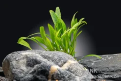 Nevillii-Wasserkelch, Cryptocoryne x willisii