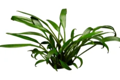 Nevillii-Wasserkelch, Cryptocoryne x willisii