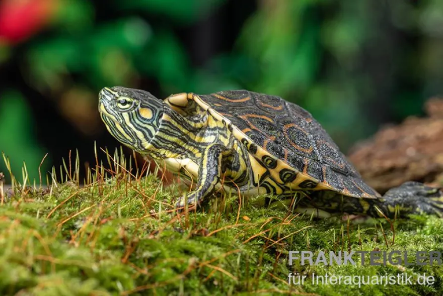 Nicaragua-Schmuckschildkröte, Trachemys emolli
