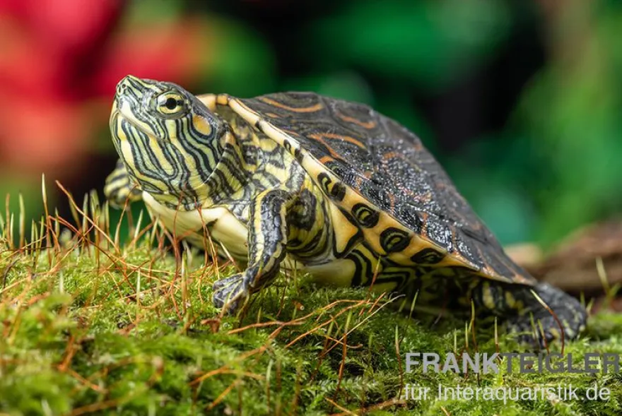 Nicaragua-Schmuckschildkröte, Trachemys emolli