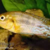Nichols Maulbrüter, Pseudocrenilabrus nicholsi, NZ, 3-4 cm