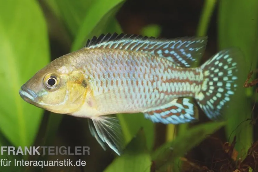 Nichols Maulbrüter, Pseudocrenilabrus nicholsi, NZ, 3-4 cm