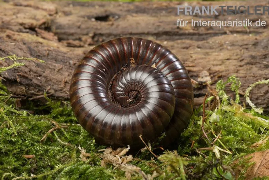 Niger Delta Millipede, Spirostreptus spec.