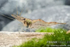 Nigerianische Schwebegarnele, Desmocaris trispinosa