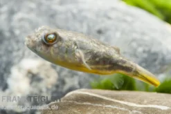 Nilkugelfisch, Tetraodon fahaka (lineatus), 5-6 cm