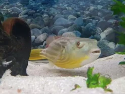 Nilkugelfisch, Tetraodon fahaka (lineatus), 5-6 cm