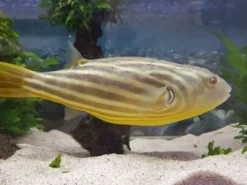 Nilkugelfisch, Tetraodon fahaka (lineatus), 5-6 cm