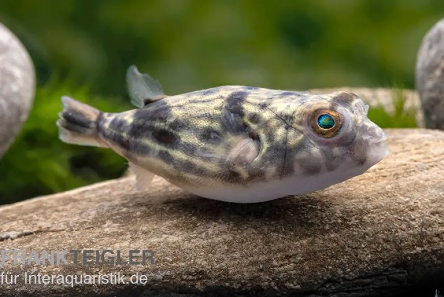Nilkugelfisch, Tetraodon fahaka (lineatus), 5-6 cm