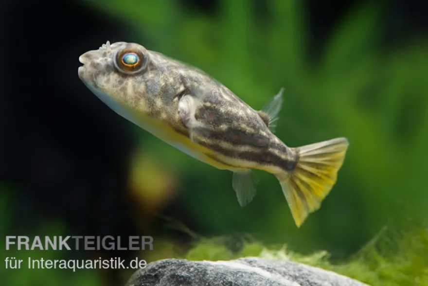 Nilkugelfisch, Tetraodon fahaka (lineatus), 5-6 cm
