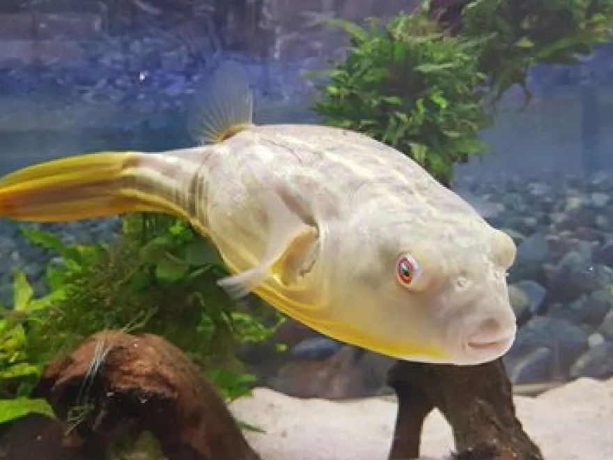 Nilkugelfisch, Tetraodon fahaka (lineatus), 5-6 cm
