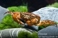 Ninjakrabbe, Sartoriana spinigera (Indische Trapezkrabbe), Zufällig ausgewählt