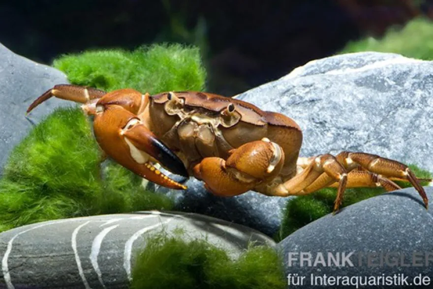 Ninjakrabbe, Sartoriana spinigera (Indische Trapezkrabbe), Zufällig ausgewählt