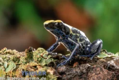Nominat Färberfrosch, Dendrobates tinctorius tinctorius