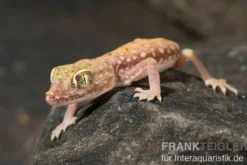 Nordafrikanischer Dünnfingergecko, Stenodactylus petrii