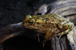 Nordafrikanische Wechselkröte , Bufotes boulengeri