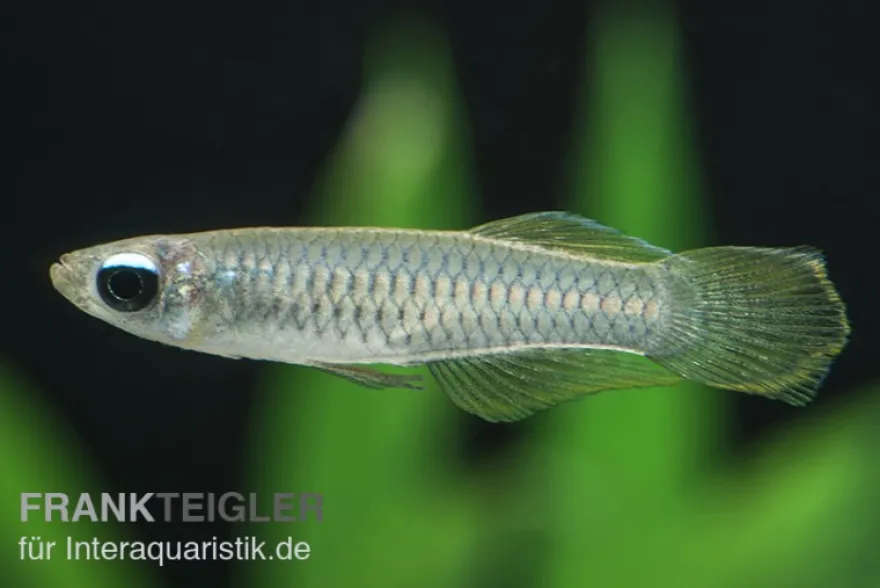 Normans Leuchtaugenfisch, Aplocheilichthys normani (Minifisch)