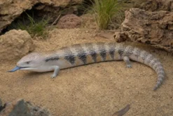 Nördlicher Blauzungenskink, Tiliqua scincoides intermedia