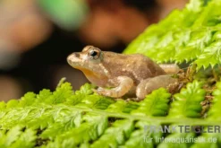 Nördlicher Kricketfrosch, Acris crepitans