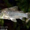 Nördlicher Langschnauzen-Panzerwels, Corydoras septentrionalis