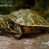 Nördliche Rotbauch-Schildkröte, Pseudemys rubriventris