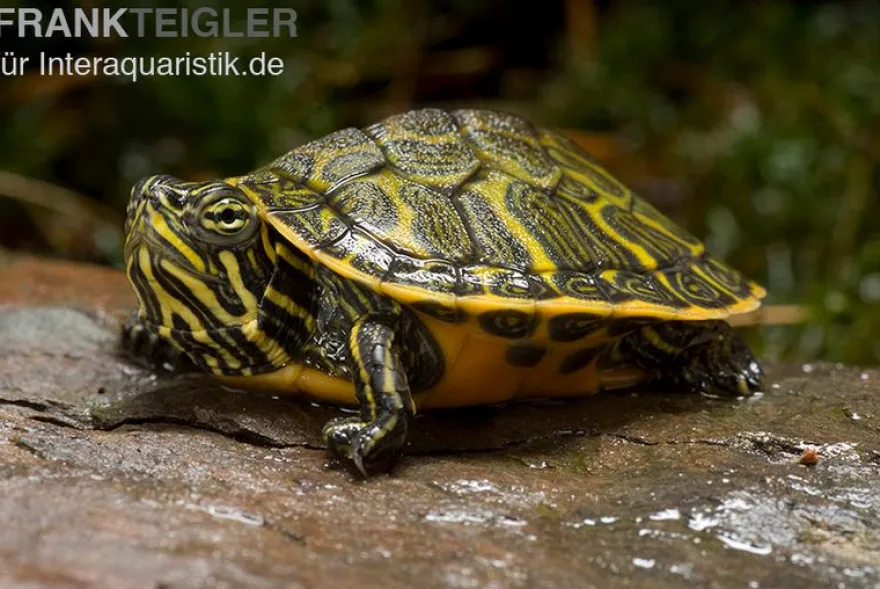 Nördliche Rotbauch-Schildkröte, Pseudemys rubriventris